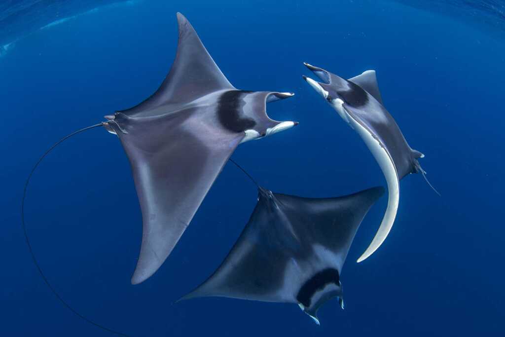 2020 Ocean Photographer of the Year Awards 12 3rd Duncan Murrell c