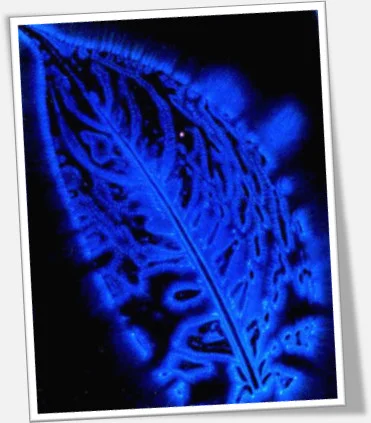 Kirlian Fotoğrafçılığı: Kendi Ekipmanınızı Oluşturmak 8 KirlianLeaf
