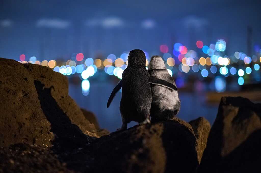 2020 Ocean Photographer of the Year Awards 13 WINNER Tobias Baumgaertner