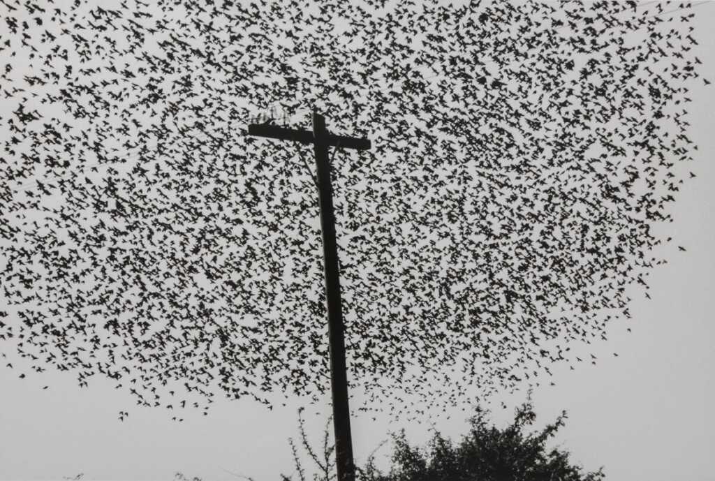 Graciela Iturbide : Fotoğraf makinesi dünyayı tanımak için bir bahanedir.