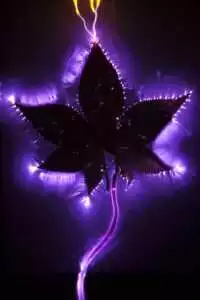 Kirlian Fotoğrafçılığı: Kendi Ekipmanınızı Oluşturmak 44 kirlian photography leaf