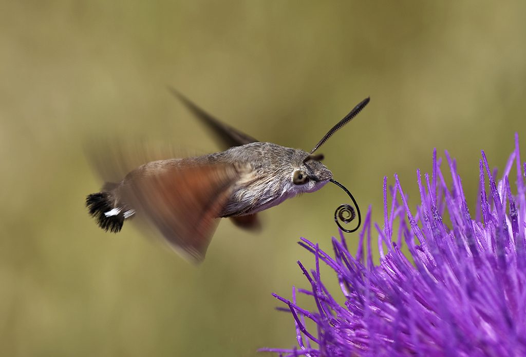 makro fotografcilik 20