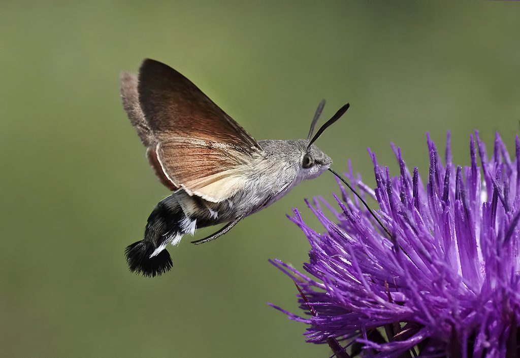 makro fotografcilik 21 1