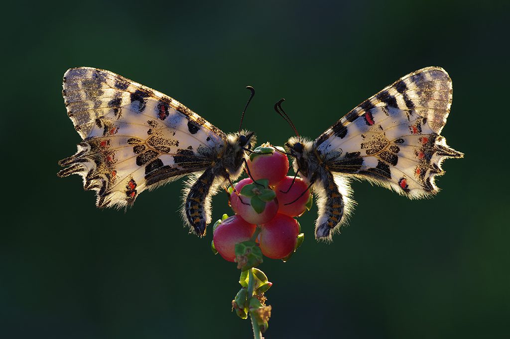 makro fotografcilik 23