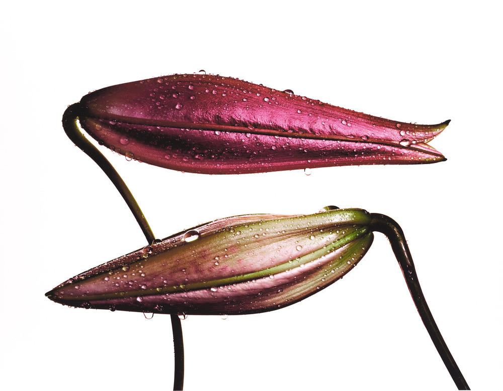Irving Penn : Devrimci Moda Fotoğrafçılığı 9 887729keyV2gC3XkgFZsnB1ZEjc8skQ.max 1000x2000 1