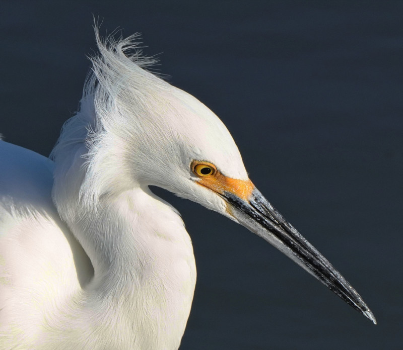 Egret 667 1 800x696 1