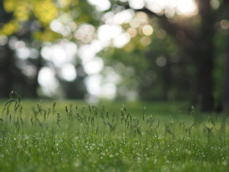 Bokeh Nasıl Evrildi ve Dijital Fotoğrafçılık Sanata Nasıl Yükseldi?