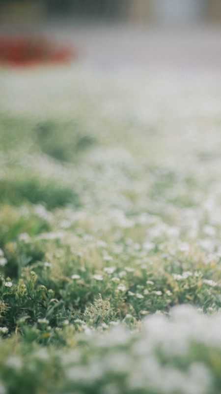 Bokeh Nasıl Evrildi ve Dijital Fotoğrafçılık Sanata Nasıl Yükseldi? 3 ikocarev m iibGeAhzc unsplash 450x800 1
