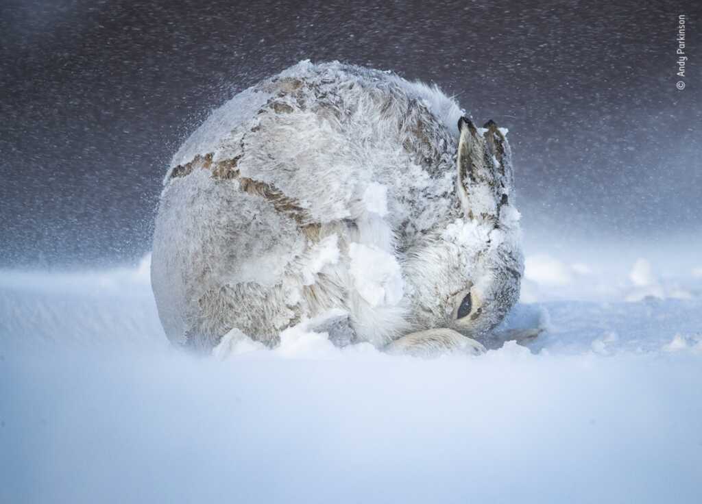 © Andy Parkinson Wildlife Photographer of the Year