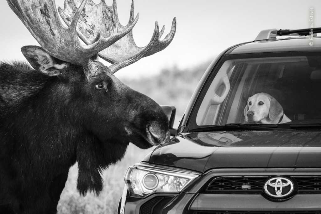 © Guillermo Esteves Wildlife Photographer of the Year