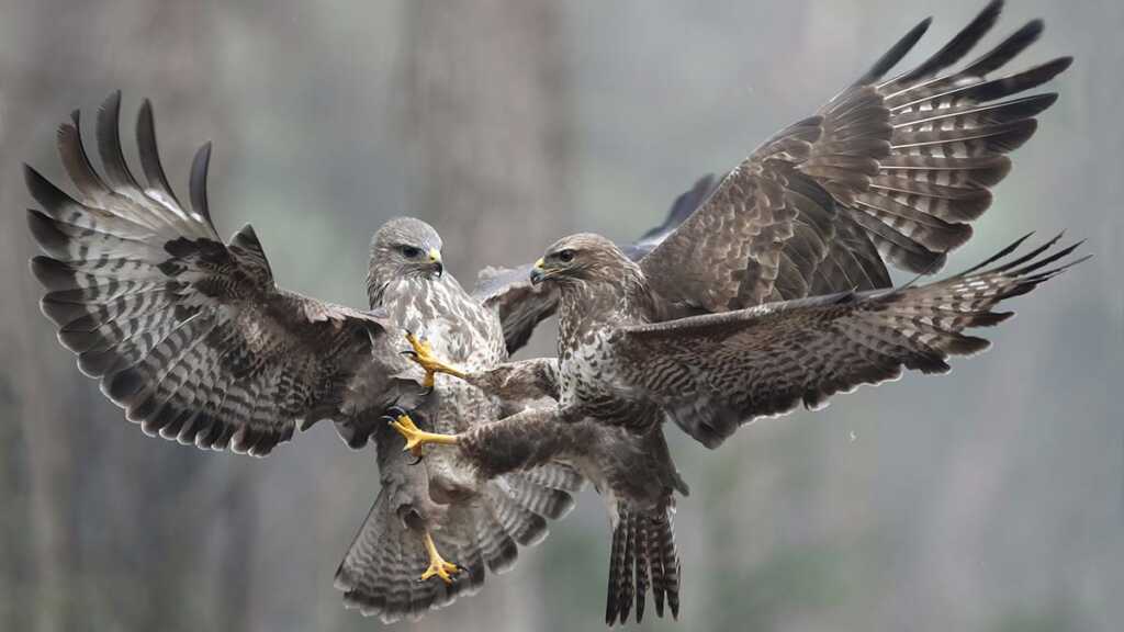 Numismatics Awards 2020 header