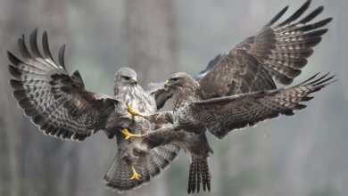 Numismatics Awards 2020 header