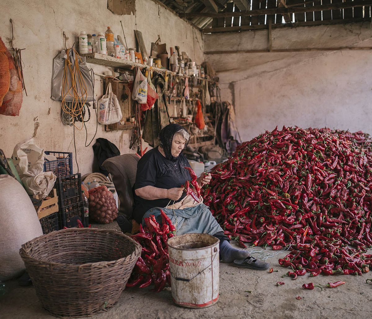 Serbia Red Gold Pepper Harvest