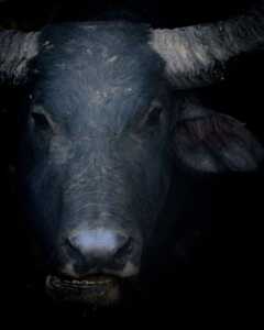 a84baaceff1011b54c0d917f1bd83ad0.Nam207002028120of20129