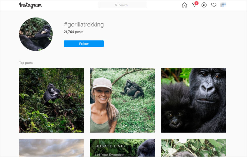 Selfie Çekenler COVID-19'u Gorillere Yayıyor Olabilir 2 Selfie Çekenler COVID-19'u Gorillere Yayıyor Olabilir
