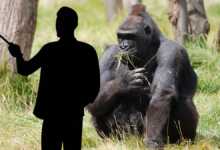 Selfie Çekenler COVID-19'u Gorillere Yayıyor Olabilir 10 selfiegorillafeatt 800x420 1