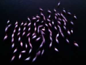 © Naser Alomari Kuwait entry Open competition Motion 2021 Sony World Photography Awards