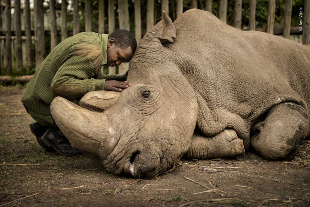 Yılın Vahşi Yaşam Fotoğrafçısı Halkın Seçimi Ödülü Sahipleri 2 © Ami Vitale Wildlife Photographer of the Year