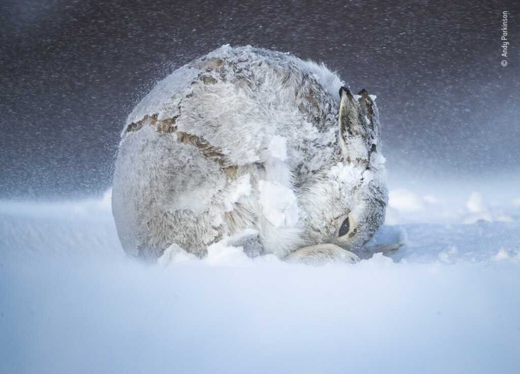 Yılın Vahşi Yaşam Fotoğrafçısı Halkın Seçimi Ödülü Sahipleri 2 © Andy Parkinson Wildlife Photographer of the Year