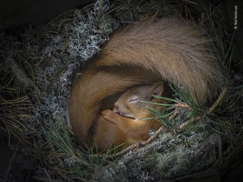 Yılın Vahşi Yaşam Fotoğrafçısı Halkın Seçimi Ödülü Sahipleri 2 © Neil Anderson Wildlife Photographer of the Year