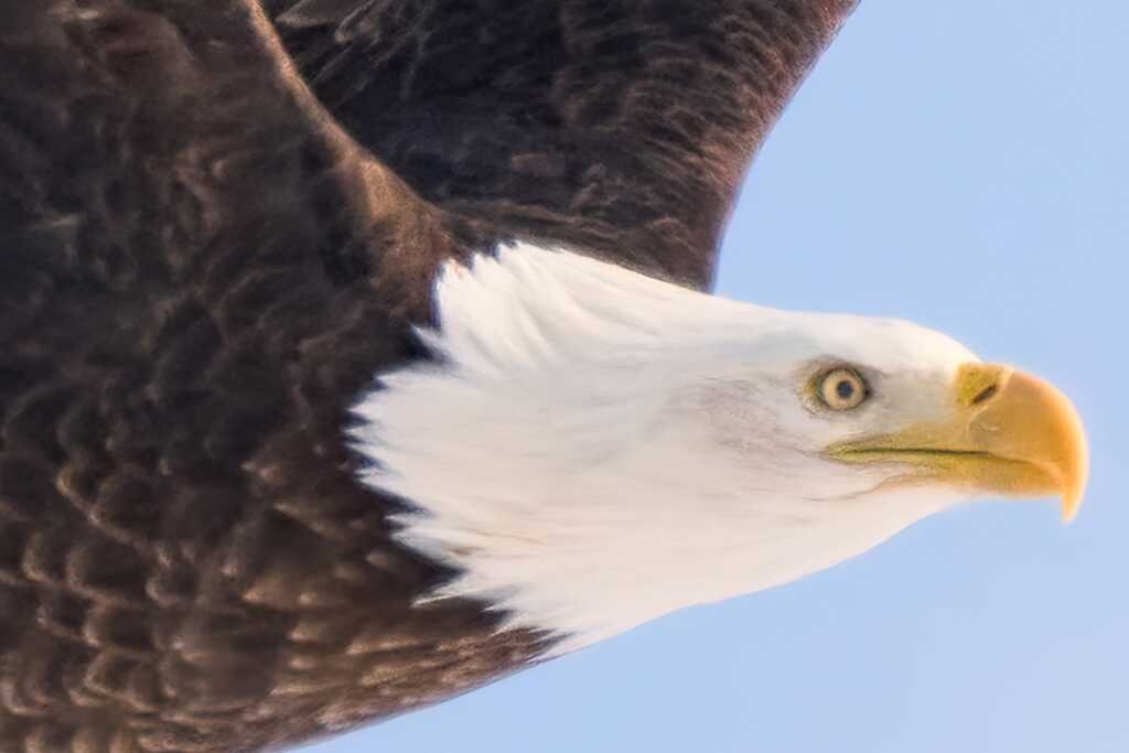 Photoshop Süper Çözünürlük vs Topaz Gigapixel AI 8 BAEA adobe super resolution vs topaz gigapixel ai gigapixel crop