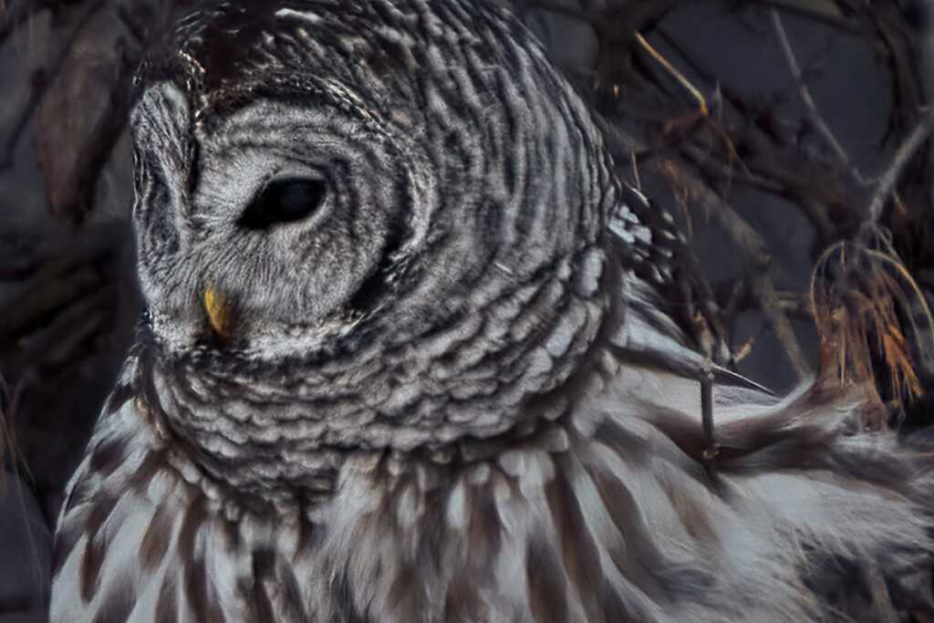 Photoshop Süper Çözünürlük vs Topaz Gigapixel AI 12 BDOW adobe super resolution vs topaz gigapixel ai gigapixel crop