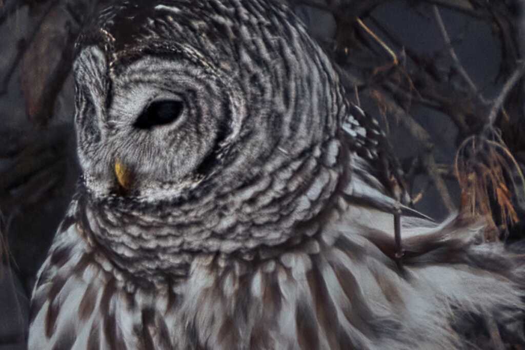 Photoshop Süper Çözünürlük vs Topaz Gigapixel AI 11 BDOW adobe super resolution vs topaz gigapixel ai sr crop