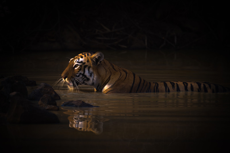 GOLD © Nick Dale Bengal tiger with catchlight in water hole 800x534 1