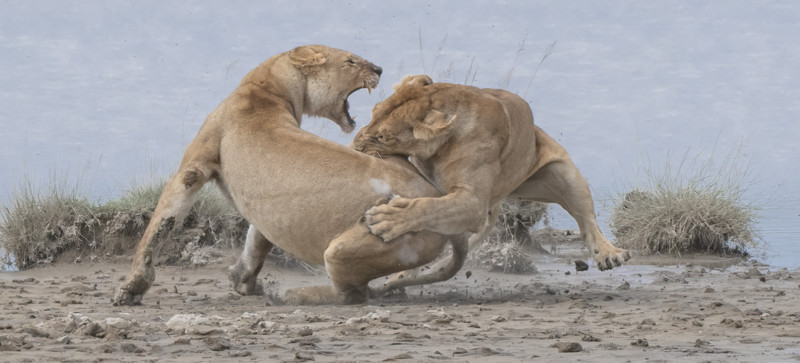 GOLD © Patrick Nowotny Lion fight 800x363 1