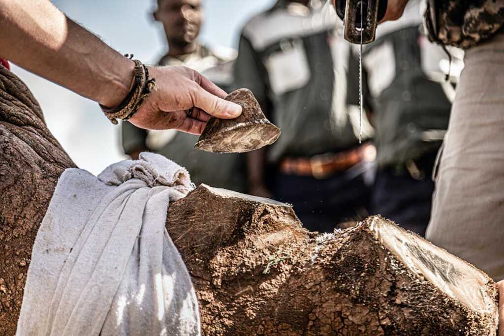 GOLD © Gunther De Bruyne 21st century rhino conservation