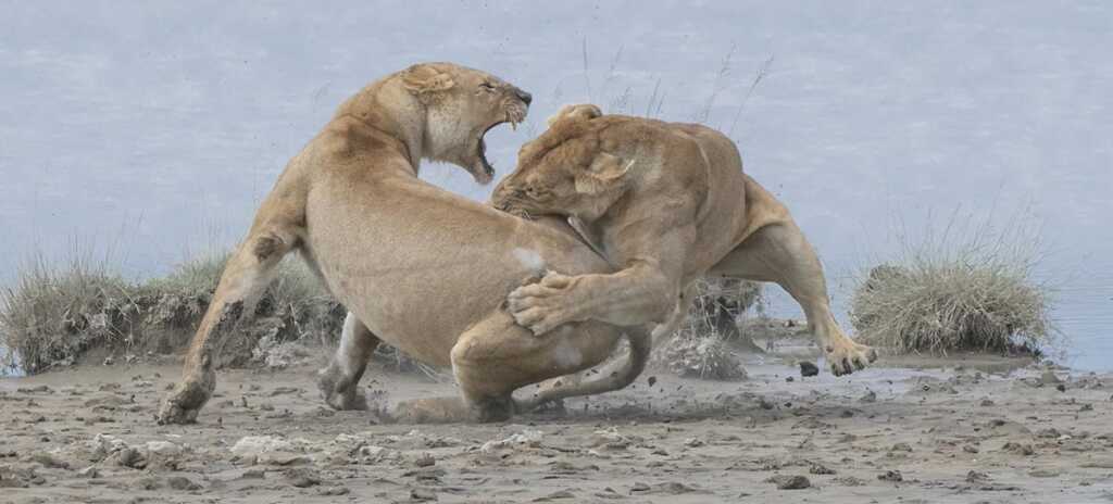 GOLD © Patrick Nowotny Lion fight