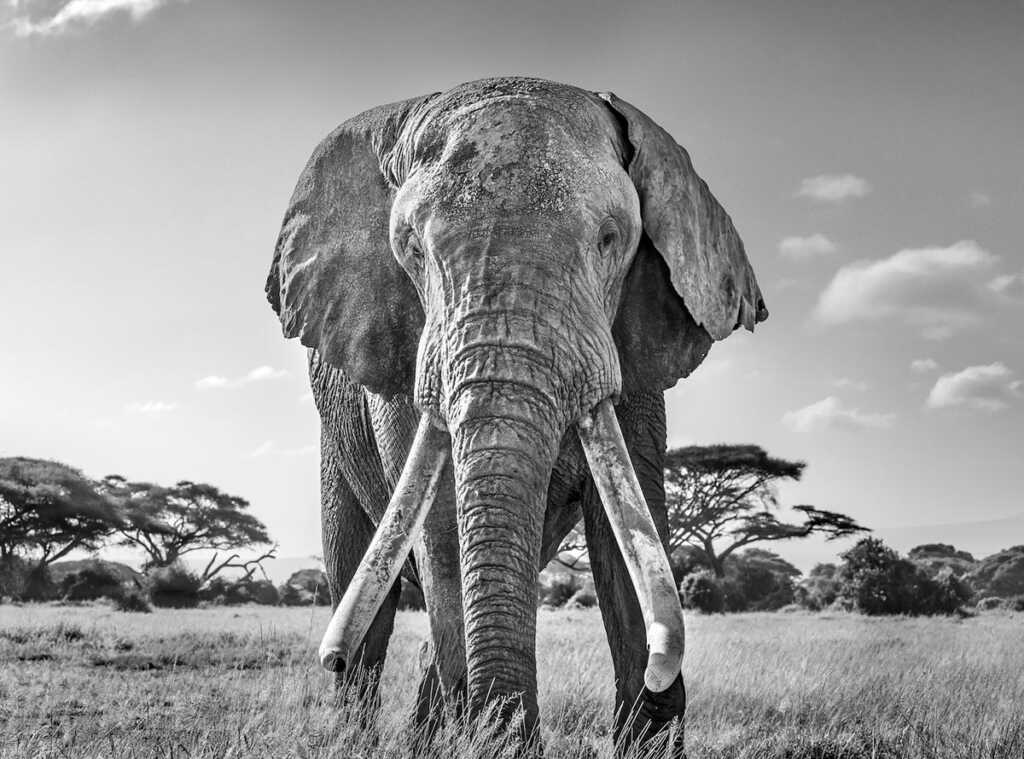 2020 Dünya Doğa Fotoğrafçılığı Ödülleri Sahipleri 1 GOLD © Harry Skeggs Long live the king