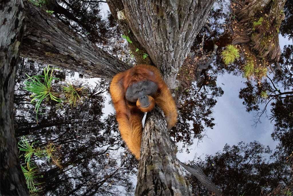 2020 Dünya Doğa Fotoğrafçılığı Ödülleri Sahipleri