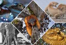 Dünya Doğa Fotoğrafçılığı Ödülleri 2020 8 Image of Endangered Orangutan Wins World Nature Photography Awards 1200x675 1