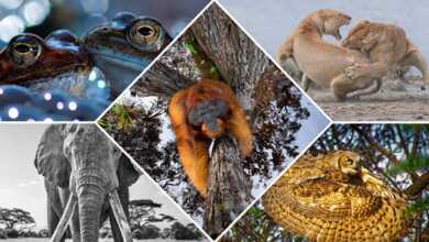 Dünya Doğa Fotoğrafçılığı Ödülleri 2020 10 Image of Endangered Orangutan Wins World Nature Photography Awards 1200x675 1