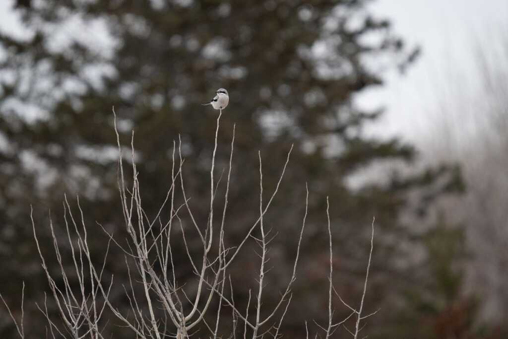 NRSH adobe super resolution vs topaz gigapixel ai original