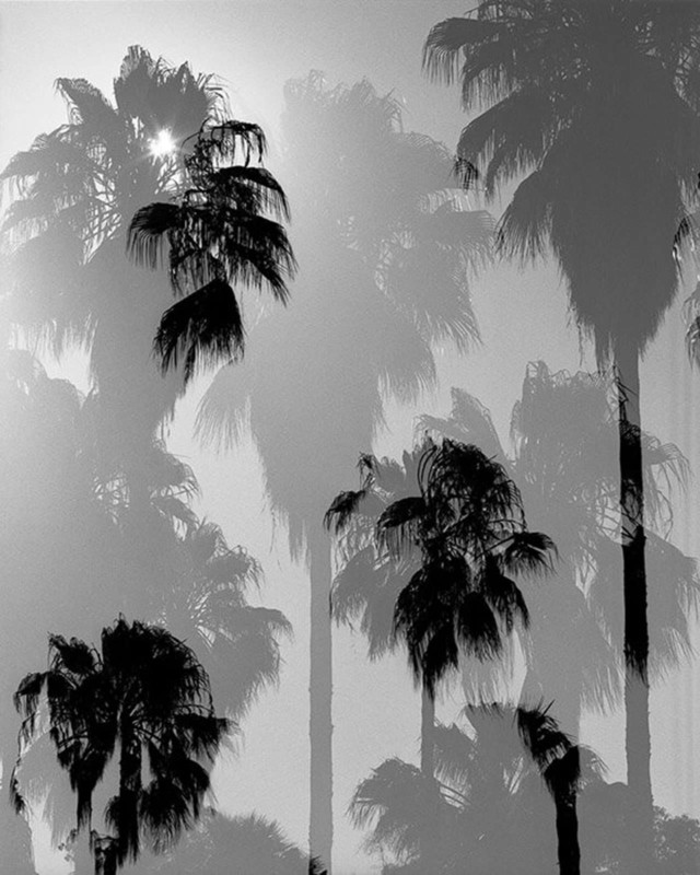 PalmsIII 640x800 1