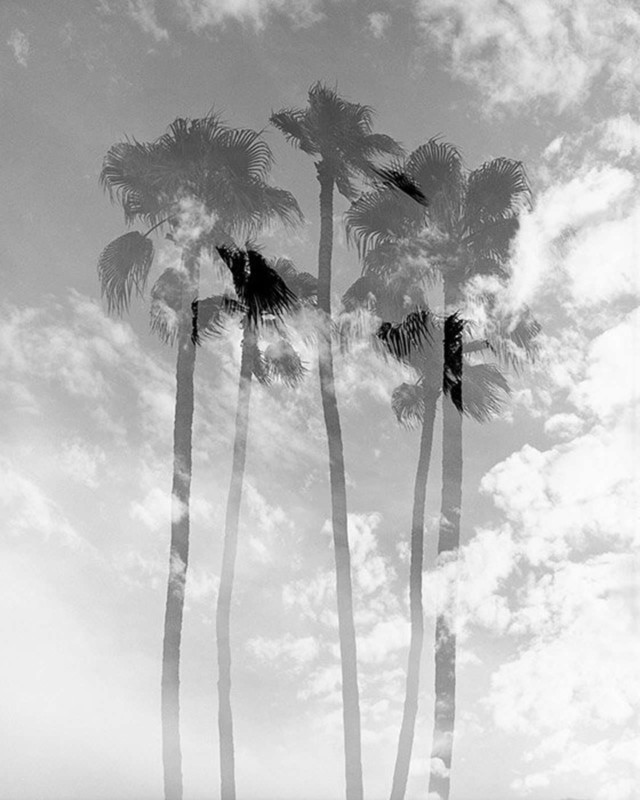 PalmsIV 640x800 1