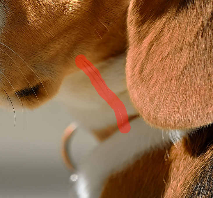Nikon NX Studio İncelemesi: Daha İyi Olabilecek Güzel Bir Başlangıç 12 Retouch Brush Attempt 2