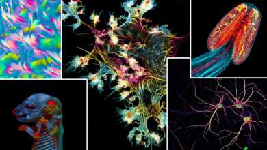 2020 nin En Iyi Yasam Bilimi Fotograflari Kazananlari header