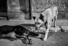 Bruce Gilden: "Mükemmel Olması Gerekmiyor, Organize Kaos" 6 Bruce Gilden Mukemmel Olmasi Gerekmiyor Organize Kaos header