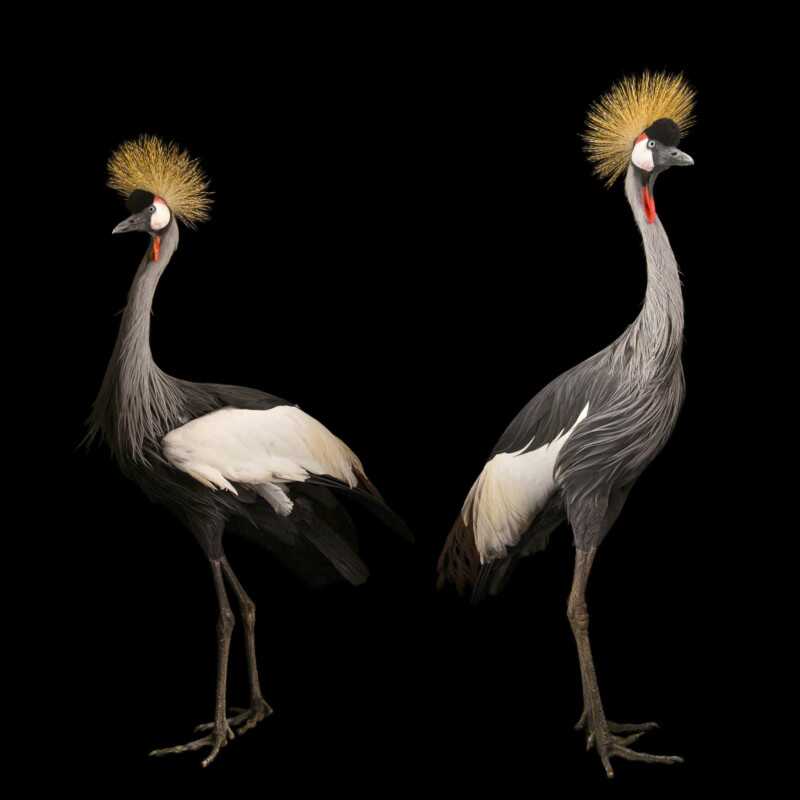 National Geographic Fotoğraf Serisi, The Photo Ark 4 Bu NatGeo Fotograf Serisi Nesli Tukenmekte Olan Hayvanlarin Renklerini Seviyor 003