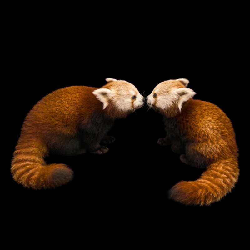 National Geographic Fotoğraf Serisi, The Photo Ark 6 Bu NatGeo Fotograf Serisi Nesli Tukenmekte Olan Hayvanlarin Renklerini Seviyor 005