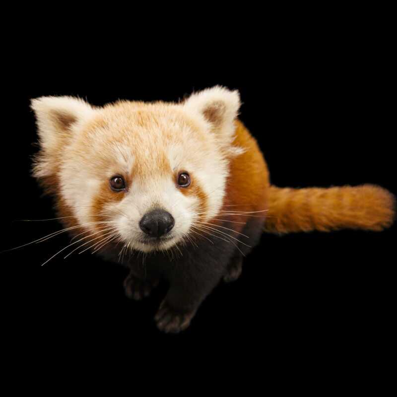 National Geographic Fotoğraf Serisi, The Photo Ark 7 Bu NatGeo Fotograf Serisi Nesli Tukenmekte Olan Hayvanlarin Renklerini Seviyor 006