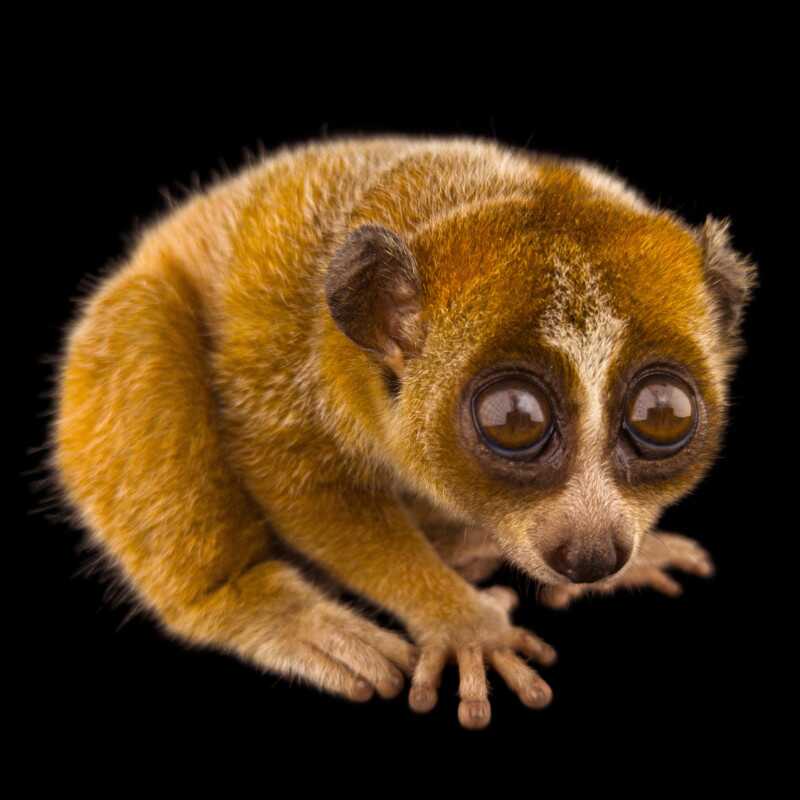 National Geographic Fotoğraf Serisi, The Photo Ark 8 Bu NatGeo Fotograf Serisi Nesli Tukenmekte Olan Hayvanlarin Renklerini Seviyor 007