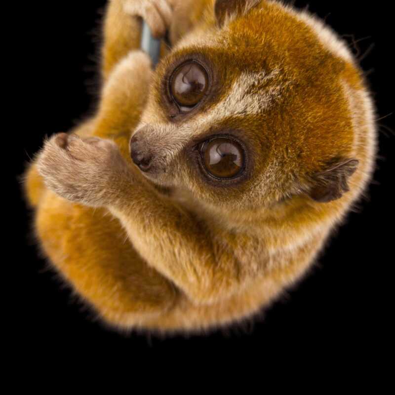 National Geographic Fotoğraf Serisi, The Photo Ark 9 Bu NatGeo Fotograf Serisi Nesli Tukenmekte Olan Hayvanlarin Renklerini Seviyor 008