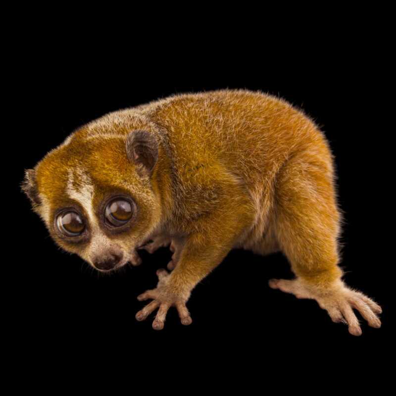 National Geographic Fotoğraf Serisi, The Photo Ark 10 Bu NatGeo Fotograf Serisi Nesli Tukenmekte Olan Hayvanlarin Renklerini Seviyor 009