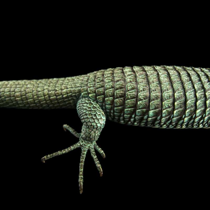 National Geographic Fotoğraf Serisi, The Photo Ark 11 Bu NatGeo Fotograf Serisi Nesli Tukenmekte Olan Hayvanlarin Renklerini Seviyor 010