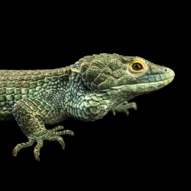 National Geographic Fotoğraf Serisi, The Photo Ark 12 Bu NatGeo Fotograf Serisi Nesli Tukenmekte Olan Hayvanlarin Renklerini Seviyor 011