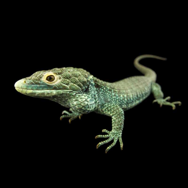 National Geographic Fotoğraf Serisi, The Photo Ark 13 Bu NatGeo Fotograf Serisi Nesli Tukenmekte Olan Hayvanlarin Renklerini Seviyor 012